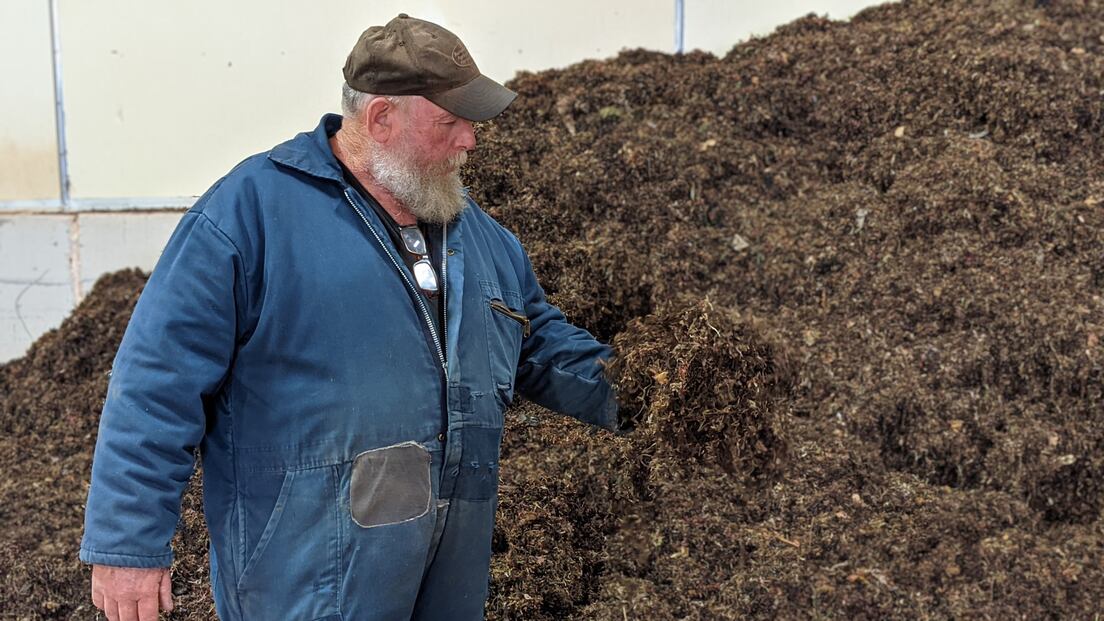 Man checking dried seaweed by hand before packaging
