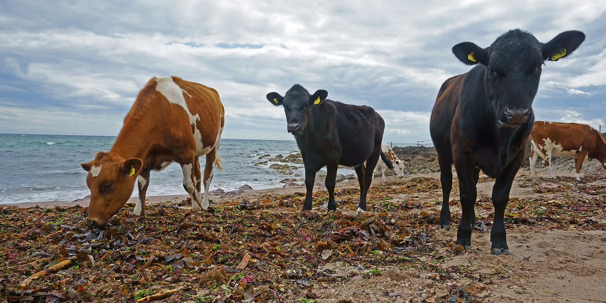 Cows along the shoreline eating seaweed