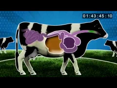 Preview thumbnail for shore and seaweed story video 1